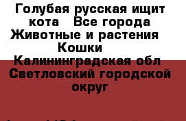 Голубая русская ищит кота - Все города Животные и растения » Кошки   . Калининградская обл.,Светловский городской округ 